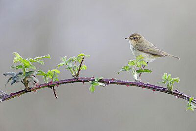BUITEN BEELD Foto: 450509