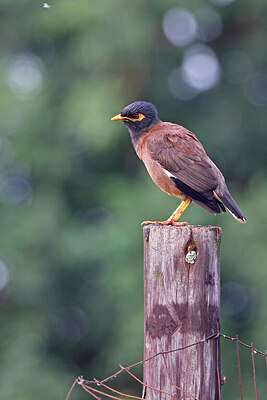 BUITEN BEELD Foto: 450510