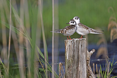 BUITEN BEELD Foto: 450512