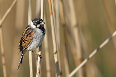 BUITEN BEELD Foto: 450513