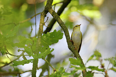BUITEN BEELD Foto: 450514