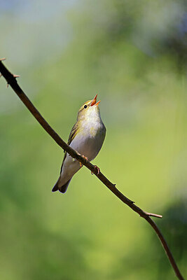 BUITEN BEELD Foto: 450515