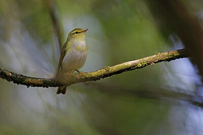 BUITEN BEELD Foto: 450516