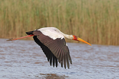 BUITEN BEELD Foto: 450520