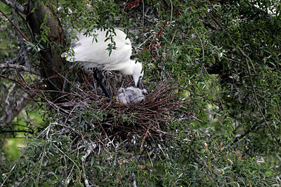 BUITEN BEELD Foto: 450523