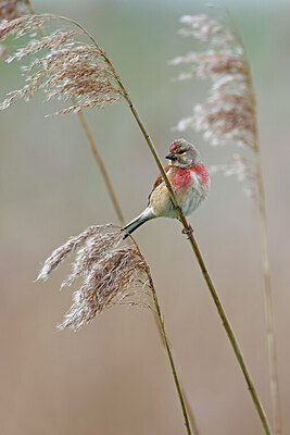 BUITEN BEELD Foto: 450524