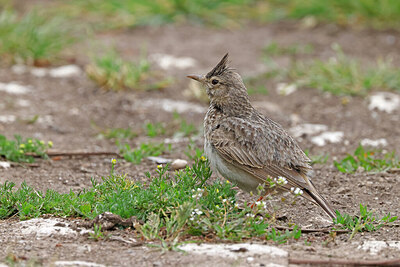 BUITEN BEELD Foto: 450526