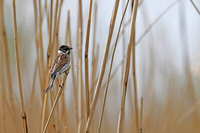 BUITEN BEELD Foto: 450528