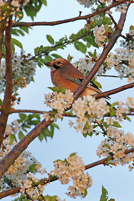 BUITEN BEELD Foto: 450532
