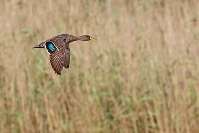BUITEN BEELD Foto: 450533