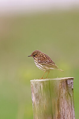 BUITEN BEELD Foto: 450537