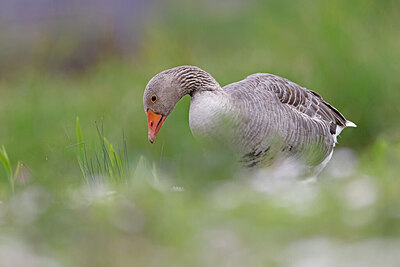 BUITEN BEELD Foto: 450538