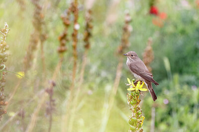 BUITEN BEELD Foto: 450540