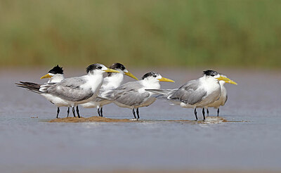 BUITEN BEELD Foto: 450542
