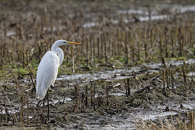 BUITEN BEELD Foto: 450544