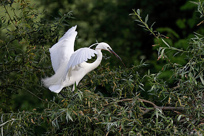 BUITEN BEELD Foto: 450545