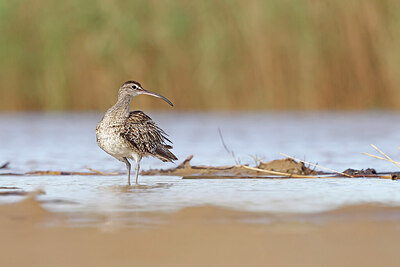 BUITEN BEELD Foto: 450547
