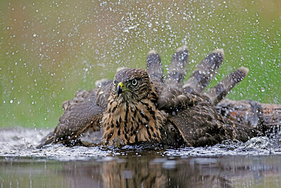 BUITEN BEELD Foto: 450549