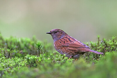 BUITEN BEELD Foto: 450550