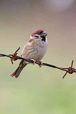 BUITEN BEELD Foto: 450552
