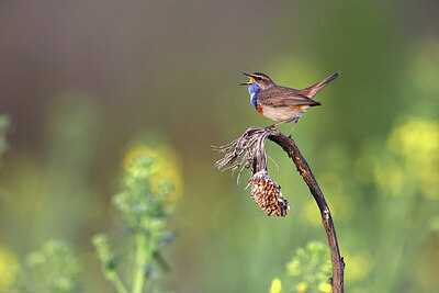 BUITEN BEELD Foto: 450554