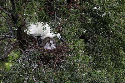 BUITEN BEELD Foto: 450556