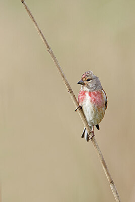BUITEN BEELD Foto: 450557