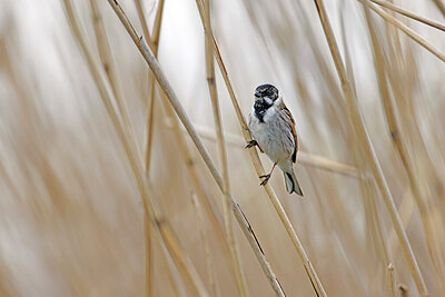 BUITEN BEELD Foto: 450558
