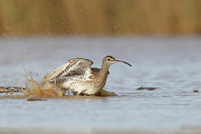 BUITEN BEELD Foto: 450560