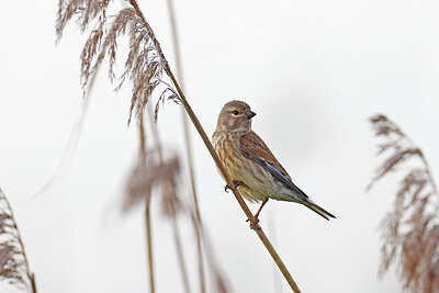 BUITEN BEELD Foto: 450561