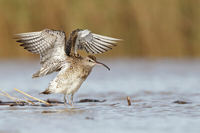 BUITEN BEELD Foto: 450562