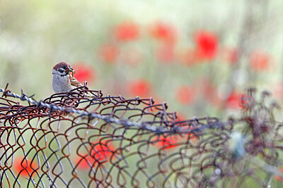 BUITEN BEELD Foto: 450563