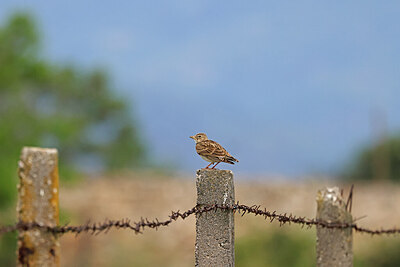 BUITEN BEELD Foto: 450565