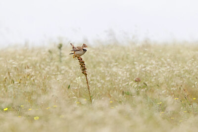BUITEN BEELD Foto: 450566