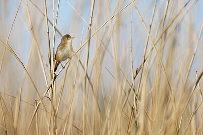 BUITEN BEELD Foto: 450569