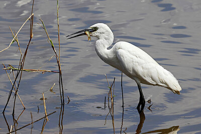 BUITEN BEELD Foto: 450571