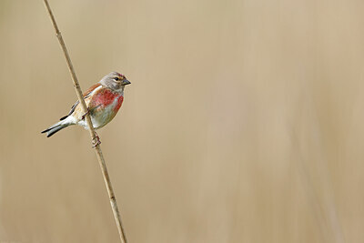 BUITEN BEELD Foto: 450573