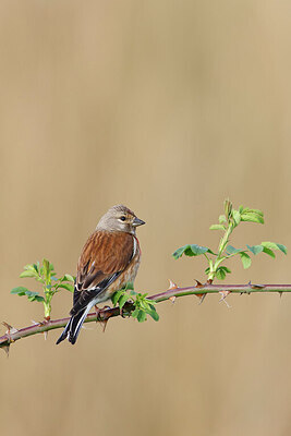 BUITEN BEELD Foto: 450574