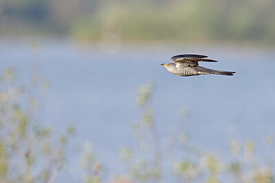 BUITEN BEELD Foto: 450575