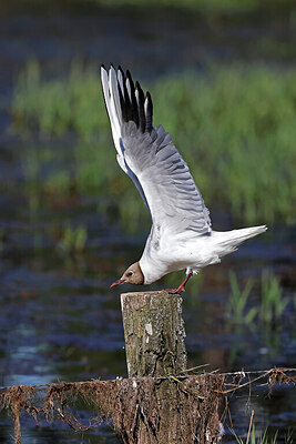 BUITEN BEELD Foto: 450576