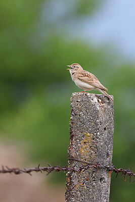 BUITEN BEELD Foto: 450577