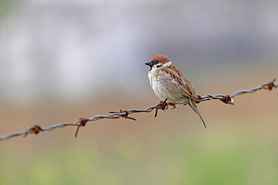 BUITEN BEELD Foto: 450579