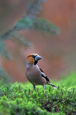 BUITEN BEELD Foto: 450581