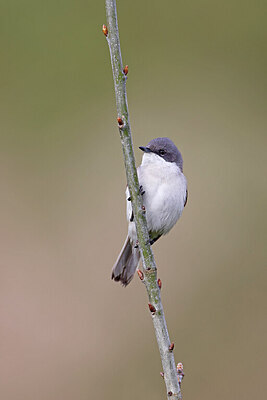 BUITEN BEELD Foto: 450582