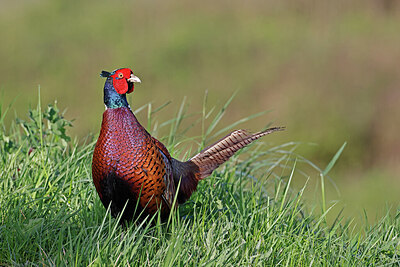 BUITEN BEELD Foto: 450584