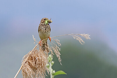 BUITEN BEELD Foto: 450587