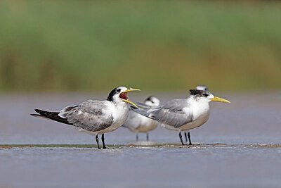 BUITEN BEELD Foto: 450588