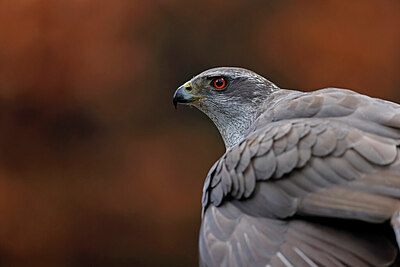 BUITEN BEELD Foto: 450589