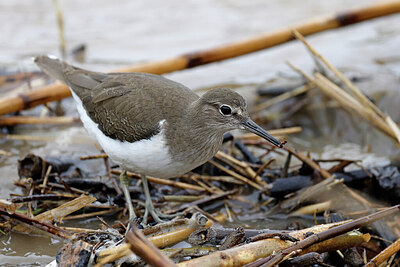 BUITEN BEELD Foto: 450591