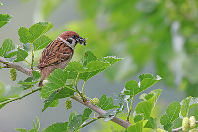 BUITEN BEELD Foto: 450592